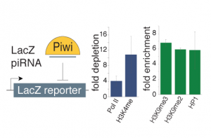 molecular-cell-biology