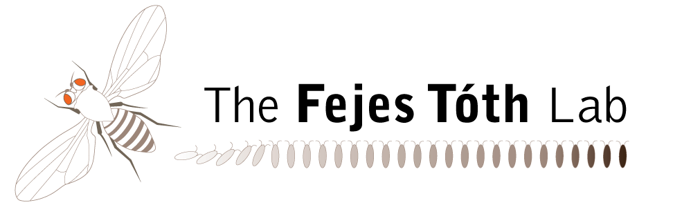 The Fejes Toth Lab